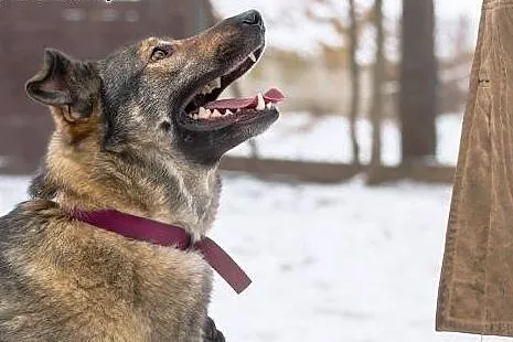 Nero - pies bez wad! Adoptuj!,  małopolskie Kraków