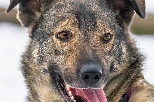 Nero - pies bez wad! Adoptuj!,  małopolskie Kraków