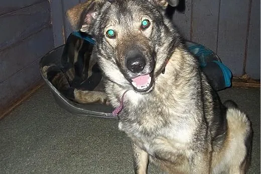 Nero - pies bez wad! Adoptuj!,  małopolskie Kraków