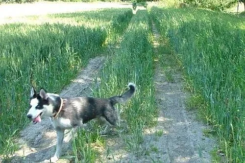 LOTH husky młody , ciekawy świata i ludzi do adopc