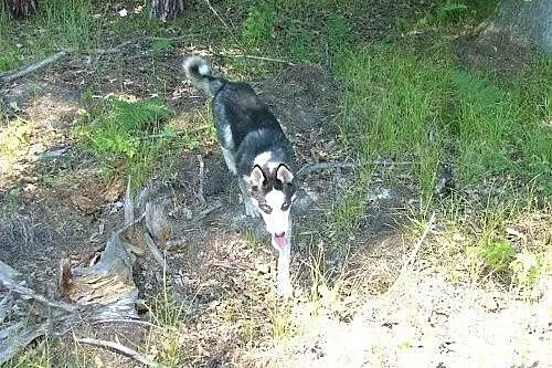 LOTH husky młody , ciekawy świata i ludzi do adopc