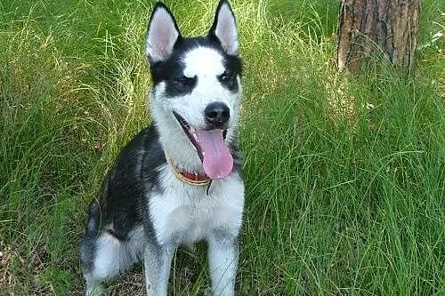 LOTH husky młody , ciekawy świata i ludzi do adopc