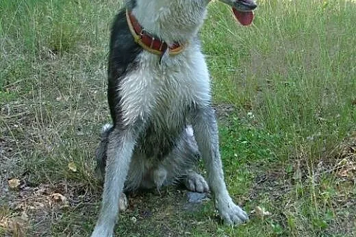 LOTH husky młody , ciekawy świata i ludzi do adopc