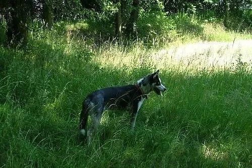 LOTH husky młody , ciekawy świata i ludzi do adopc