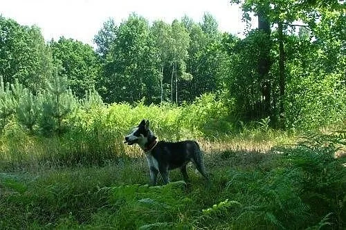 LOTH husky młody , ciekawy świata i ludzi do adopc