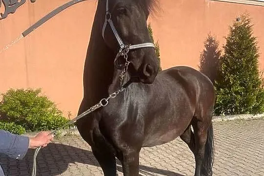 Sprzedam 7 letniego wałacha czystej rasy fryzyjskiej, Wielkopolskie, Czarnków