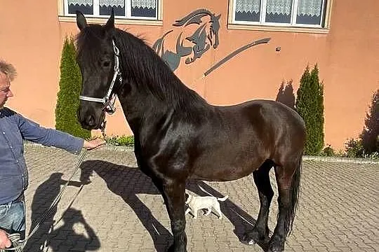 Sprzedam 7 letniego wałacha czystej rasy fryzyjskiej, Wielkopolskie, Czarnków