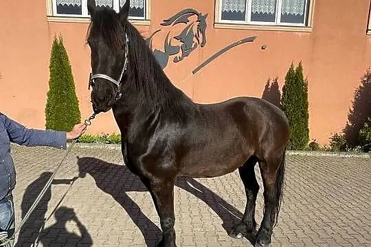 Sprzedam 7 letniego wałacha czystej rasy fryzyjskiej, Wielkopolskie, Czarnków