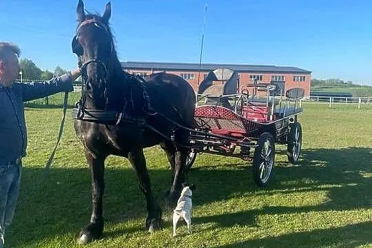 Sprzedam 7 letniego wałacha czystej rasy fryzyjskiej, Wielkopolskie, Czarnków