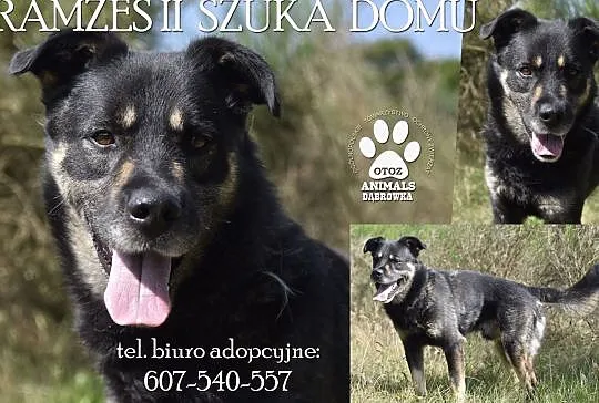 Piękny Ramzes czeka na nową rodzinę OTOZ Animals Dąbrówka, Pomorskie, Wejherowo