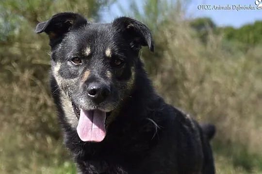Piękny Ramzes czeka na nową rodzinę OTOZ Animals Dąbrówka, Pomorskie, Wejherowo