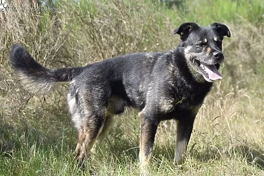 Piękny Ramzes czeka na nową rodzinę OTOZ Animals Dąbrówka, Pomorskie, Wejherowo