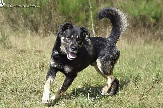 Piękny Ramzes czeka na nową rodzinę OTOZ Animals Dąbrówka, Pomorskie, Wejherowo