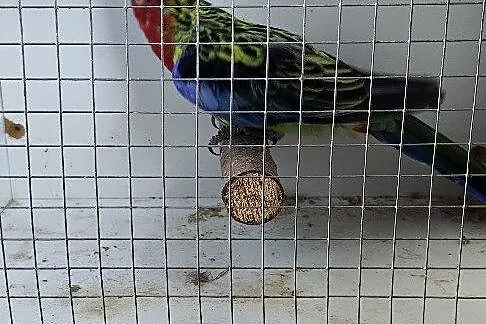 Sprzedam rozelle białolice, Śląskie, Jeżowa