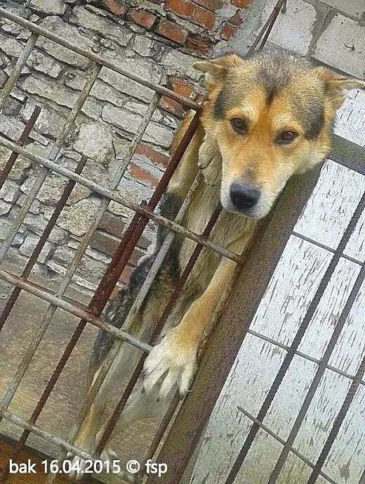Bak młody radosny mix alaskan malamute ADOPCJA, m