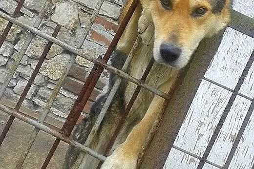 Bak młody radosny mix alaskan malamute ADOPCJA,  m