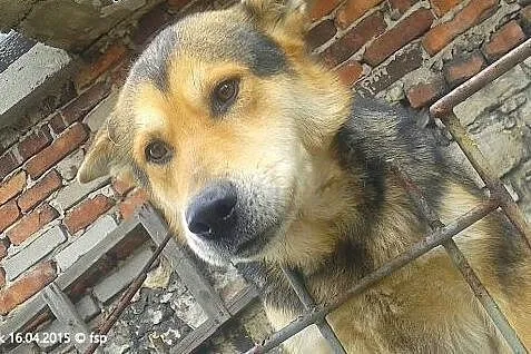 Bak młody radosny mix alaskan malamute ADOPCJA,  m