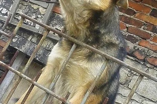 Bak młody radosny mix alaskan malamute ADOPCJA,  m
