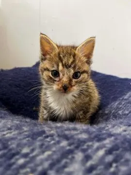Asterix - malutkie, wesołe kocię szuka domu!  Asterix poleca się do adopcji! Asterix to młodziutki k, , Warszawa