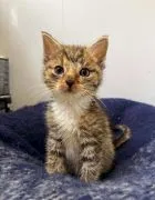 Asterix - malutkie, wesołe kocię szuka domu!  Asterix poleca się do adopcji! Asterix to młodziutki k