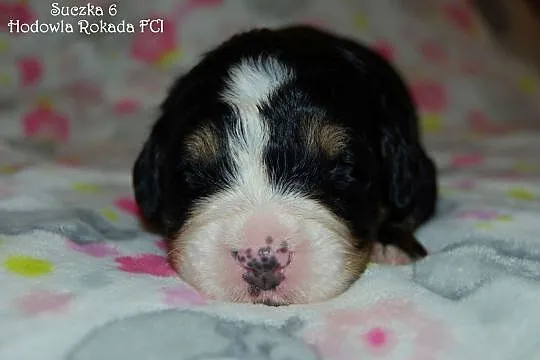 Berneński Pies Pasterski Piękne szczenięta z rodow, Częstochowa