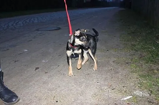 Mała sunia Muffinka szuka domu