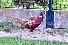 Jaja lęgowe  od bażanta polnego