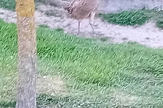 Jaja lęgowe  od bażanta polnego, Mazowieckie, Siedlce