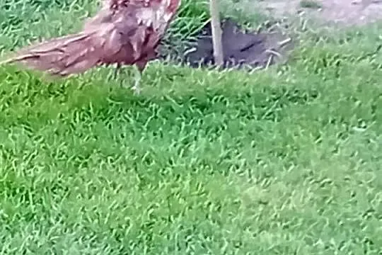 Jaja lęgowe  od bażanta polnego, Mazowieckie, Siedlce