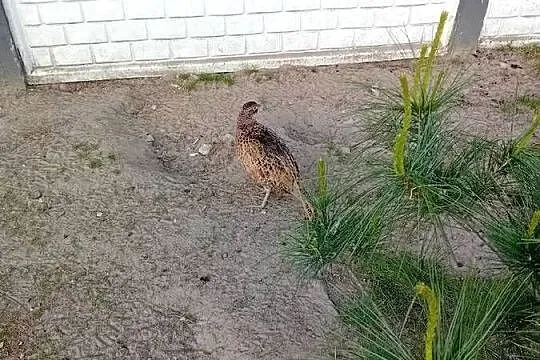Jaja lęgowe  od bażanta polnego, Mazowieckie, Siedlce