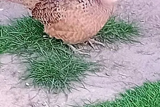 Jaja lęgowe  od bażanta polnego, Mazowieckie, Siedlce