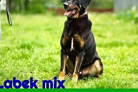 W typie labradora, do dzieci, młody, czip, ks zdrowia, ADOPCJA ,  mazowieckie Warszawa