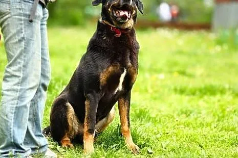 W typie labradora, do dzieci, młody, czip, ks zdro