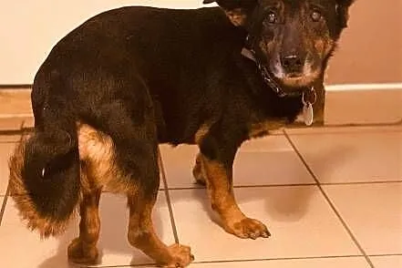 YUKA - psia babunia, porzucona po śmierci Pani bła, Poznań