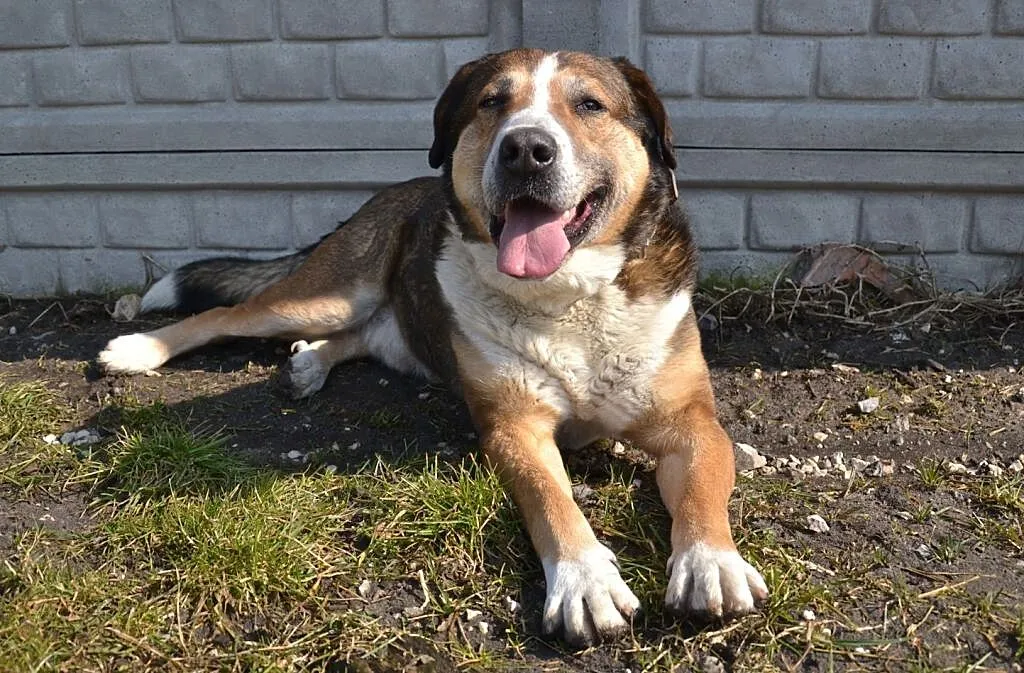 MAKS-misiek w rozmiarze XXL,aktywny,towarzyski i wesoły kompan, ADOPCJA, , Wrocław