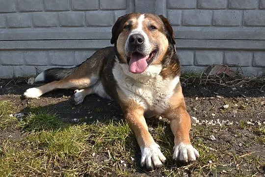 MAKS-misiek w rozmiarze XXL,aktywny,towarzyski i wesoły kompan, ADOPCJA, , Wrocław
