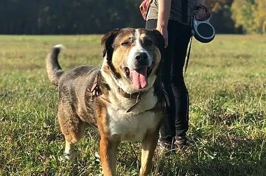 MAKS-misiek w rozmiarze XXL,aktywny,towarzyski i wesoły kompan, ADOPCJA, , Wrocław