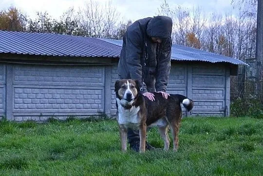 MAKS-misiek w rozmiarze XXL,aktywny,towarzyski i wesoły kompan, ADOPCJA, , Wrocław
