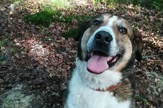 MAKS-misiek w rozmiarze XXL,aktywny,towarzyski i wesoły kompan, ADOPCJA, , Wrocław