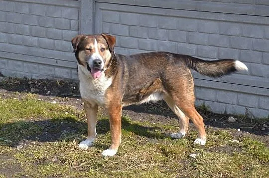 MAKS-misiek w rozmiarze XXL,aktywny,towarzyski i wesoły kompan, ADOPCJA, , Wrocław