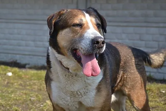 MAKS-misiek w rozmiarze XXL,aktywny,towarzyski i wesoły kompan, ADOPCJA, , Wrocław