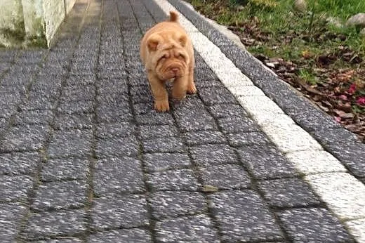 Sharpei szuka nowego Domu., mazowieckie Radom