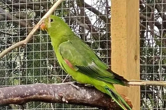 Sprzedam lub zamienię na samca tego samego gatunku, Kujawsko-pomorskie, Piotrków Kujawski