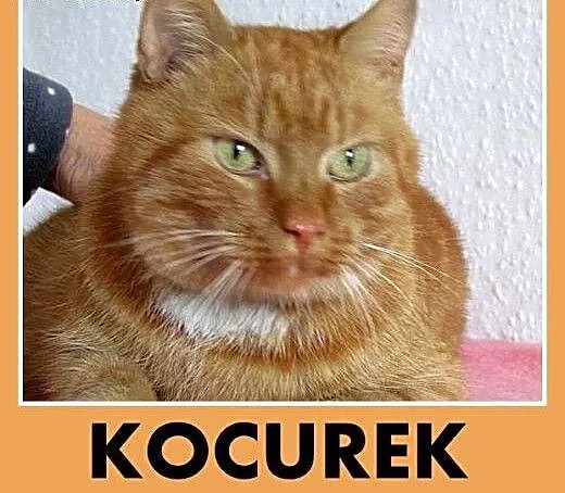 Mega przytulak z domu tymczasowego,rudy kocurek.AD