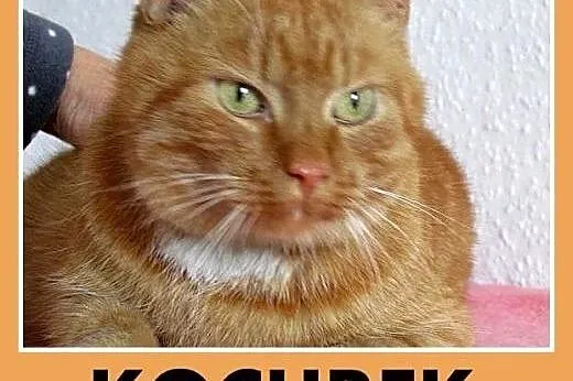 Mega przytulak z domu tymczasowego,rudy kocurek.AD