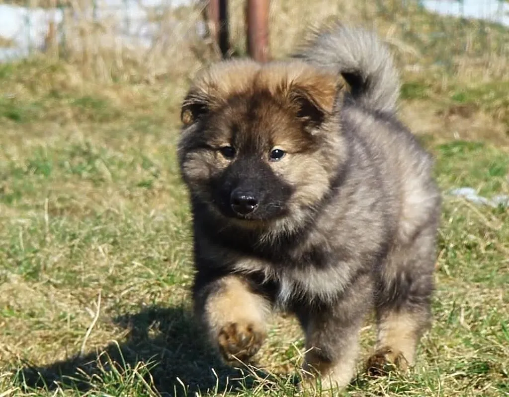 EURASIER - Samczyk niewystawowy