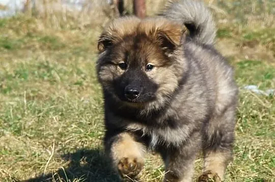 EURASIER - Samczyk niewystawowy