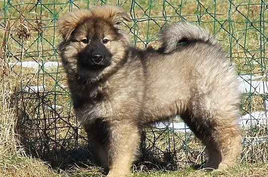 EURASIER - Samczyk niewystawowy