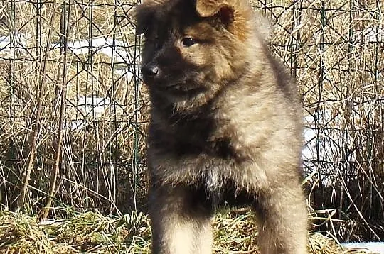 EURASIER - Samczyk niewystawowy