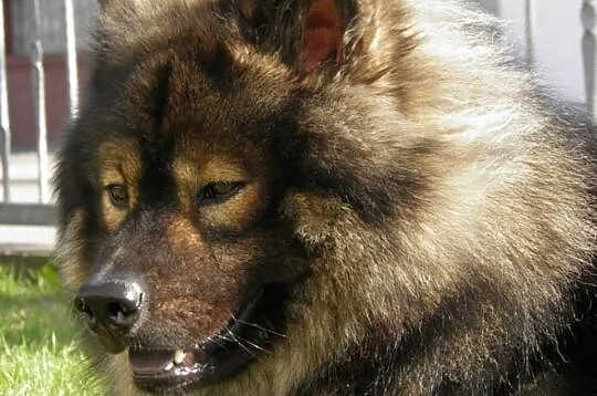 EURASIER - Samczyk niewystawowy